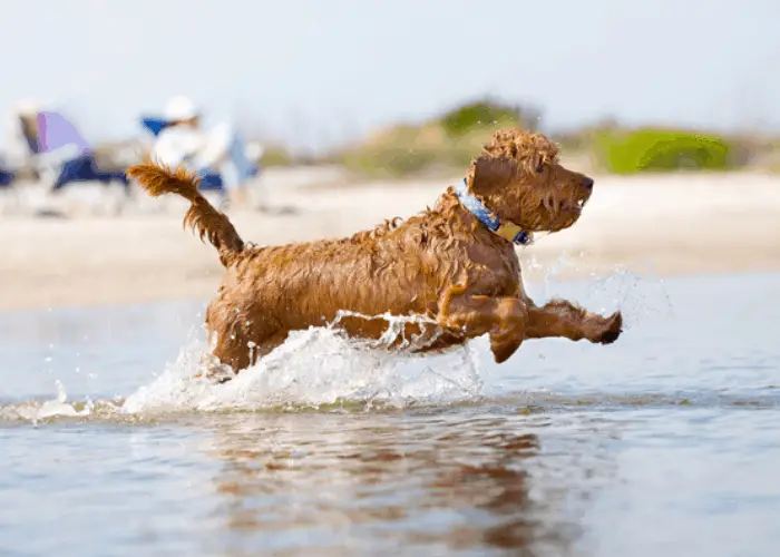 mini goldendoodle playing in the beach water