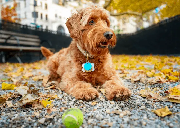 mini goldendoodle relaxing in the park