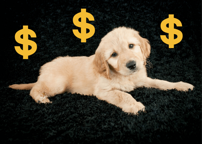 mini goldendoodle with 3 dollar sign lying on a dark background