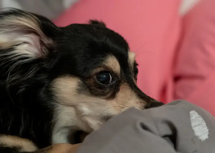 mixed dog breed nibbling a blanket