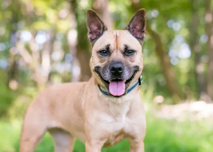 mixed dog breed with pointed ears close up photo