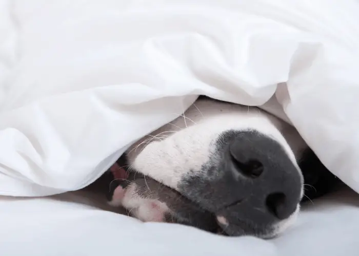 mixed pit bull sleeping under the blanket