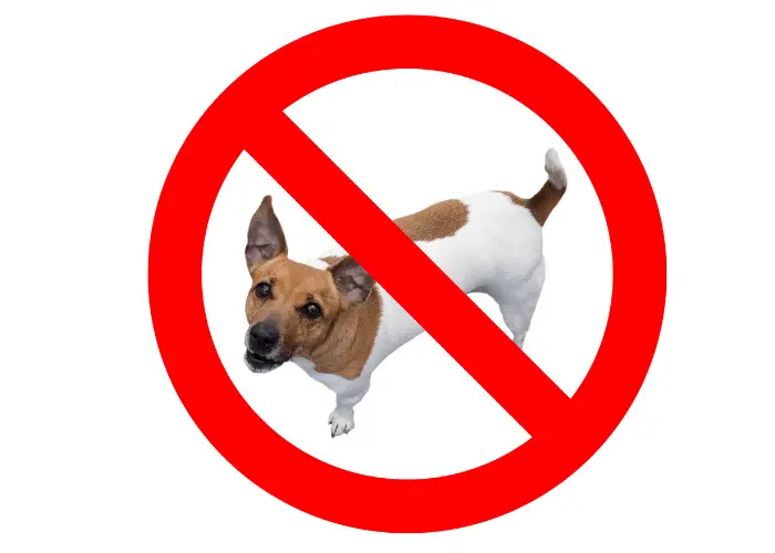 no dogs allowed sign