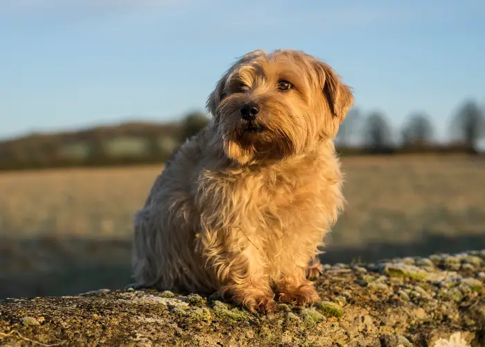 norfolk terrier sitting on a stone