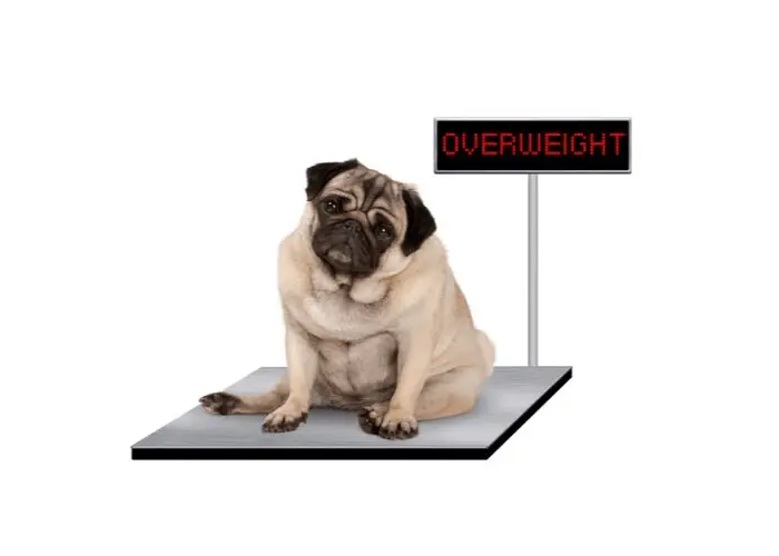 obese pug