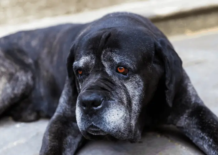 old dog lying on the ground