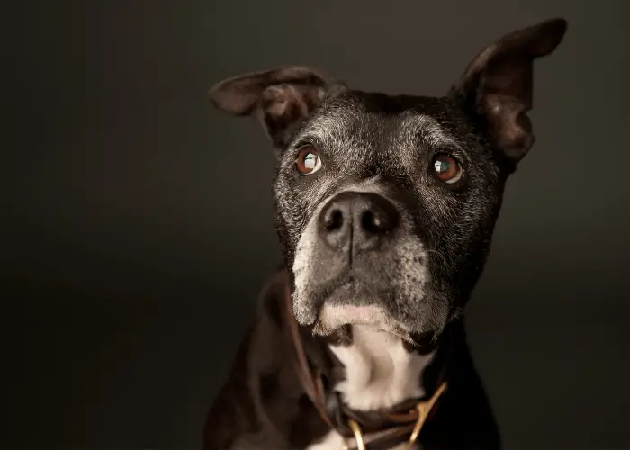 old dog on black background