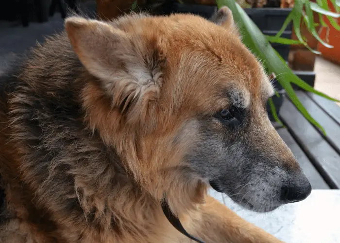 old german shepherd lying on the ground