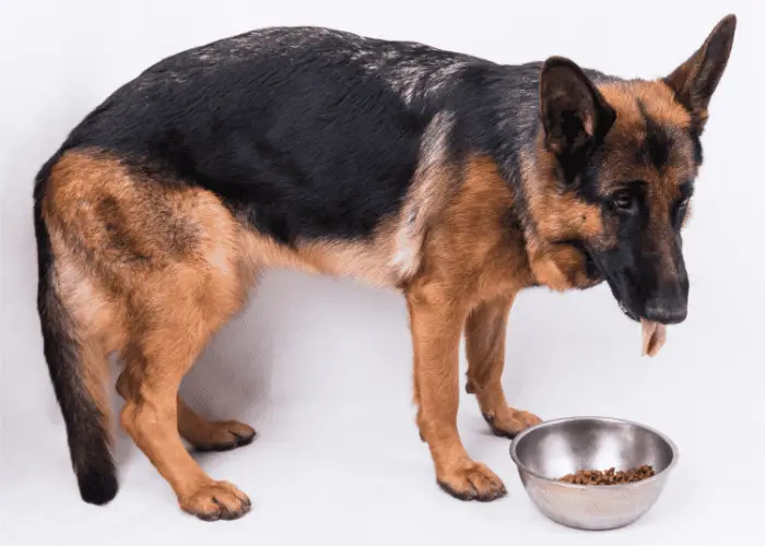 owner asking his gsd to eat