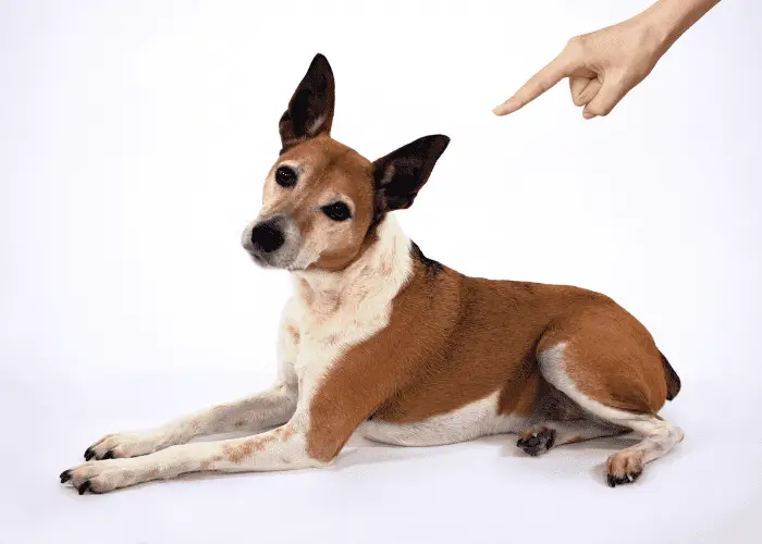 owner asking its dog to lay down