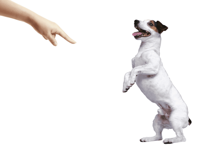 owner asking its dog to stand on hind legs