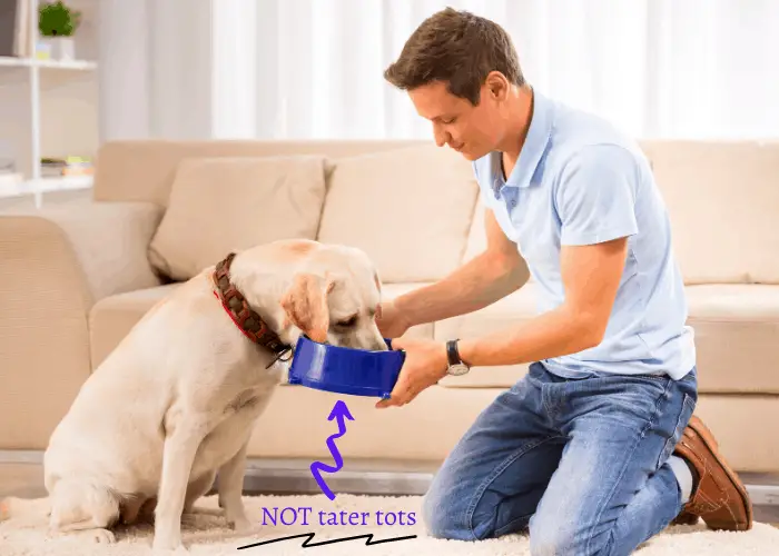 owner feeding his labrador retriver with collar in the lounge room