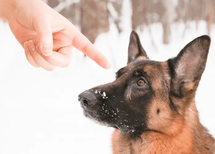 owner saying no to his german shepherd