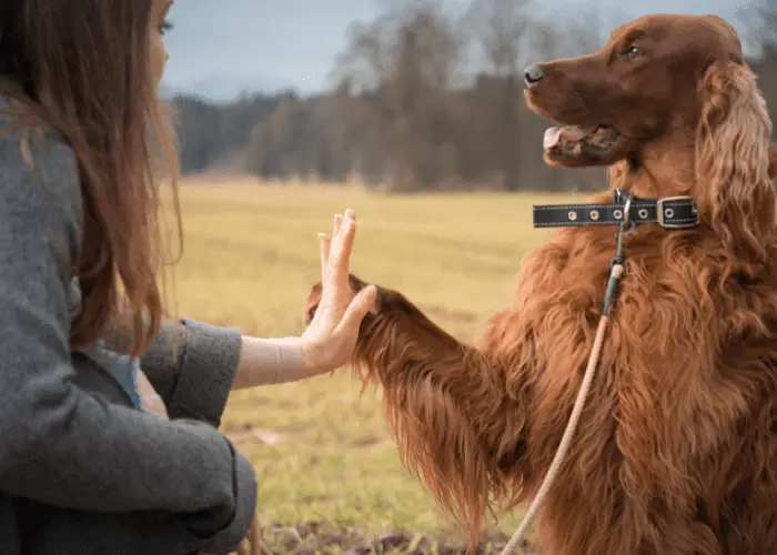 owner shaking hands or pawing with her dog