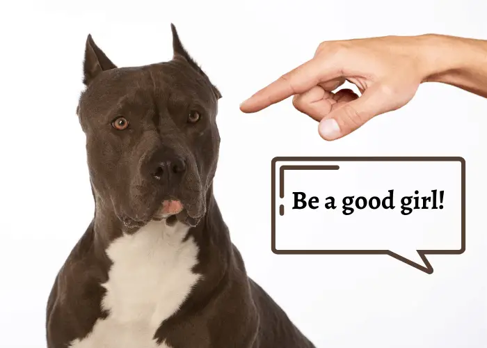 owner telling his pit bull to be a good girl