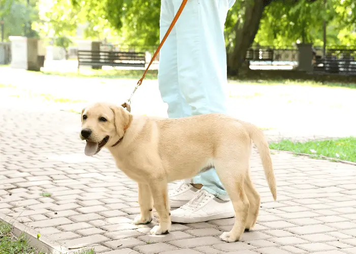 owner walking its labrador retriever at the park