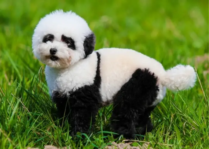 panda dog on the lawn