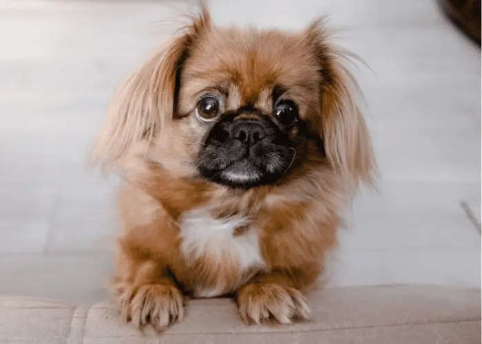 pekingese dog on the couch