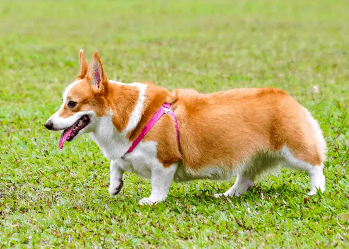 pembroke welsh corgi walking on the lawn