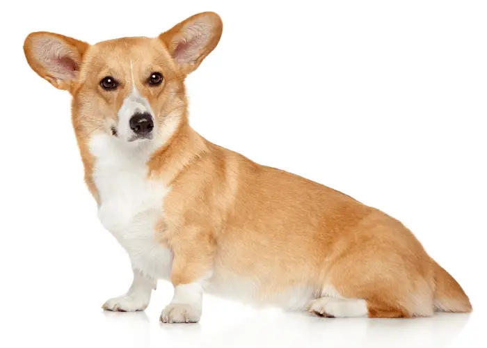 pembroke welsh corgi dog on white background