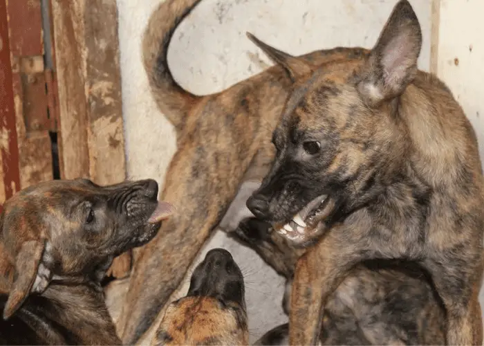 philippine witch dog with 2 puppies