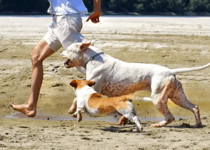 pit bull and a small dog running on the beach with owner