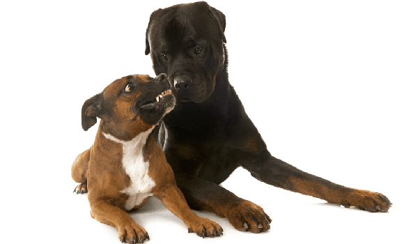 a pit bull showing its teeth to a rottweiler