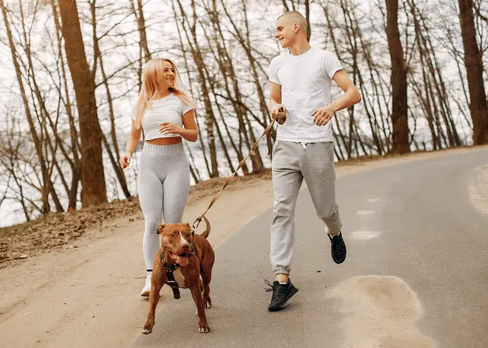 A pit bull running with its owners on the road