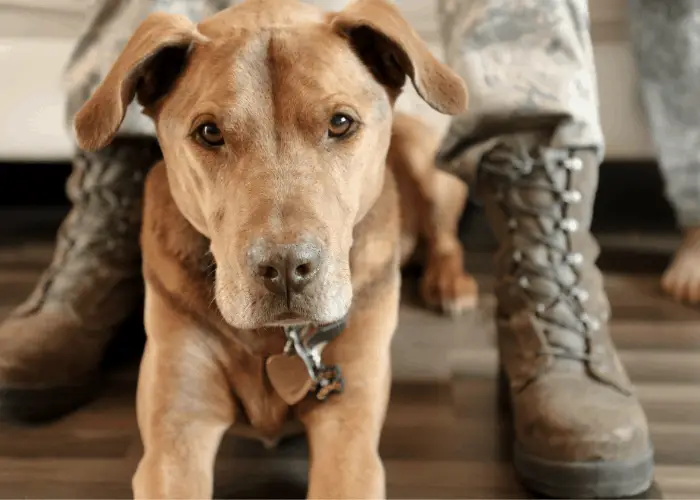 pit bull as police and military dogs