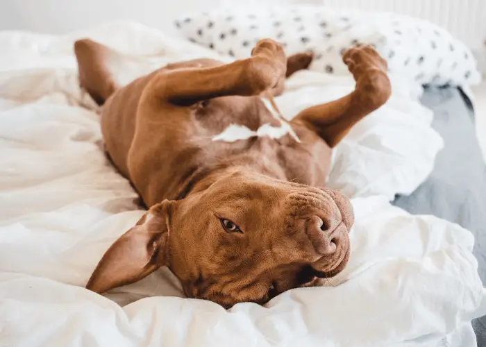 pit bull burrowing in bed