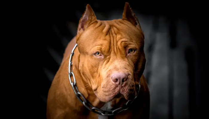 pit bull dog on dark background