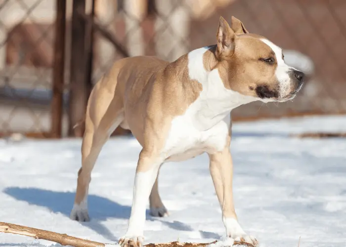 pit bull dog outside the fence during winter