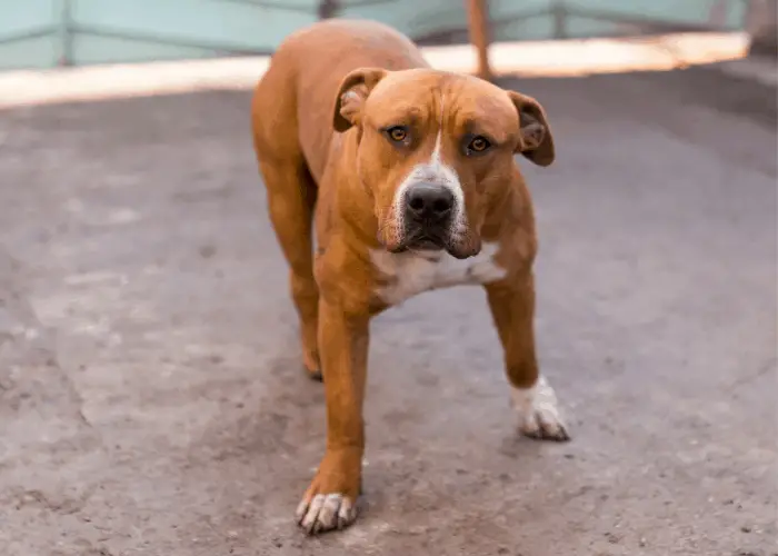 pit bull guarding the gate