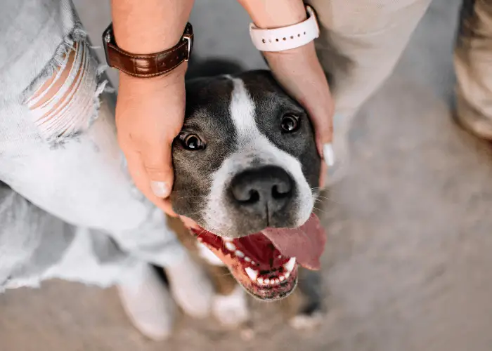 pit bull head being held by its owners