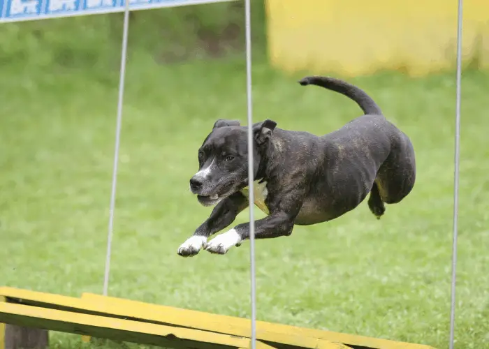 pit bull in agility course