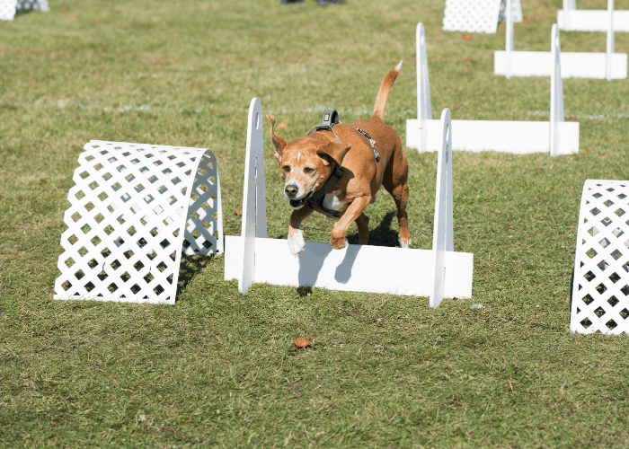 pit bull in flyball show