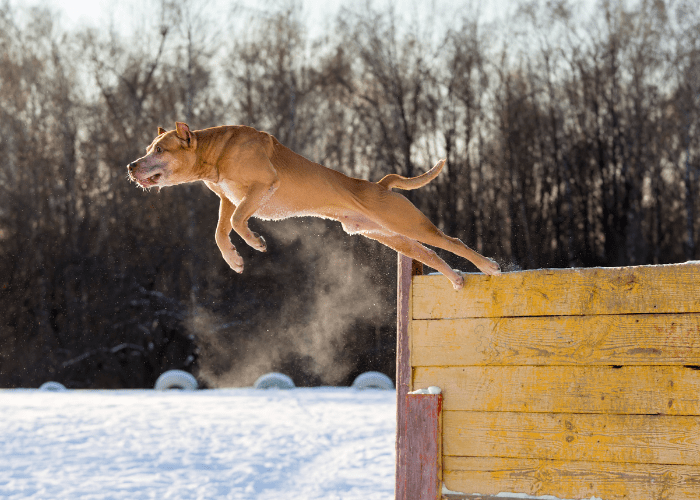 pit bull jumping over a fence