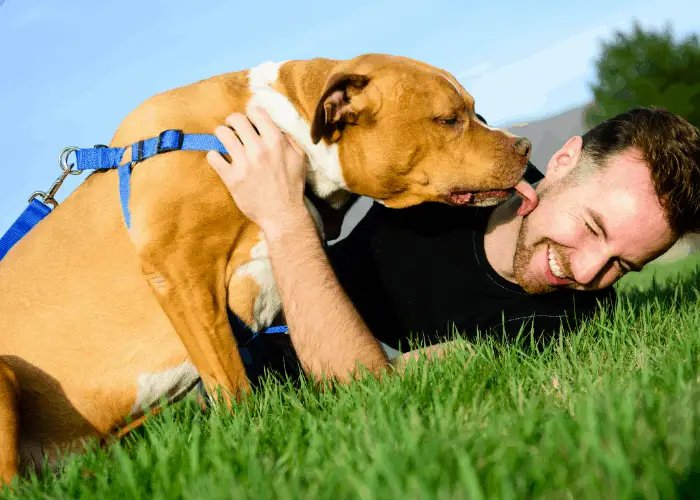  pit bull licking its owner