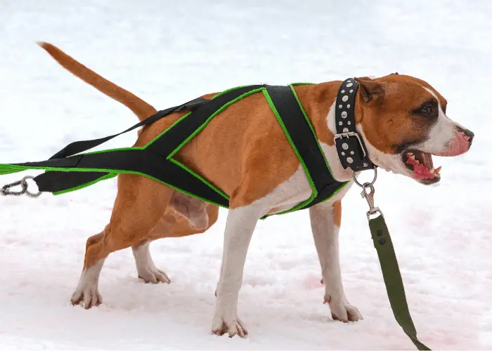 pit bull pulling weights in winter