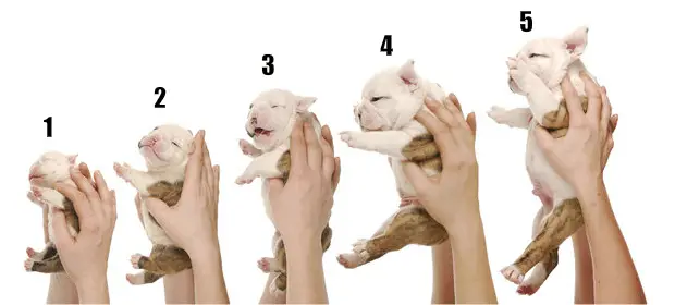 puppy growth - english bulldog puppy at one day, one week, two weeks, three weeks and four weeks of age