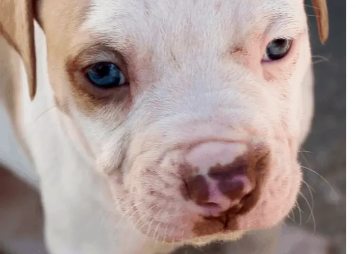 pit bull puppy with blue eyes close up photo