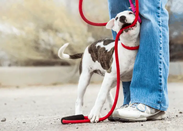 pit bull puppy with red leash being trained by owner