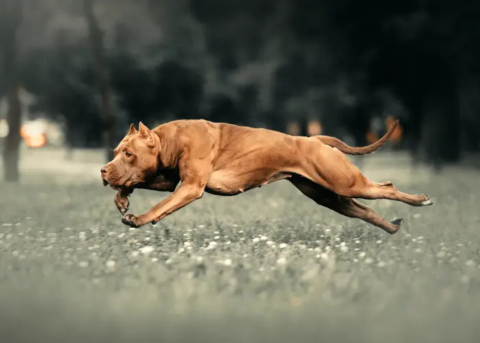 pit bull running in the fields