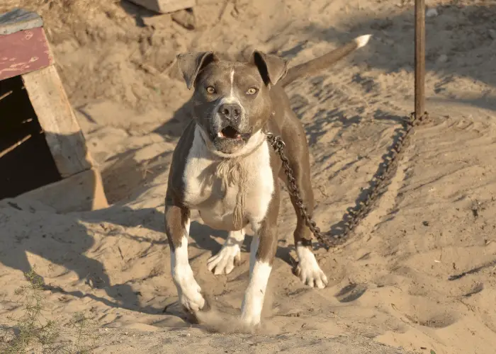 pit bull terrier dog on leash barking