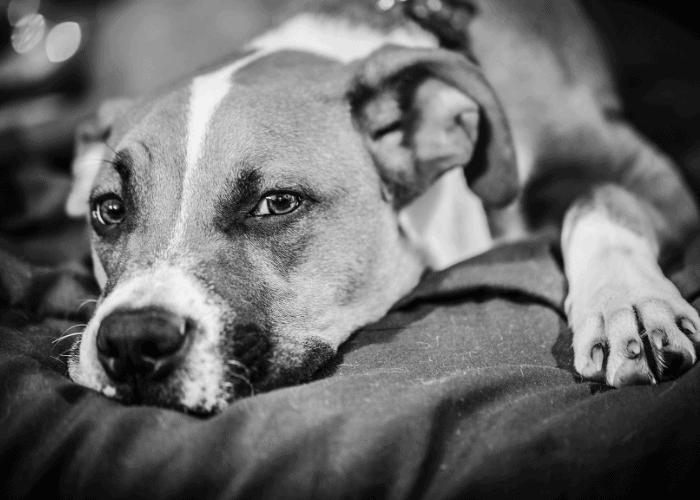  american pit bull terrier dog in bed