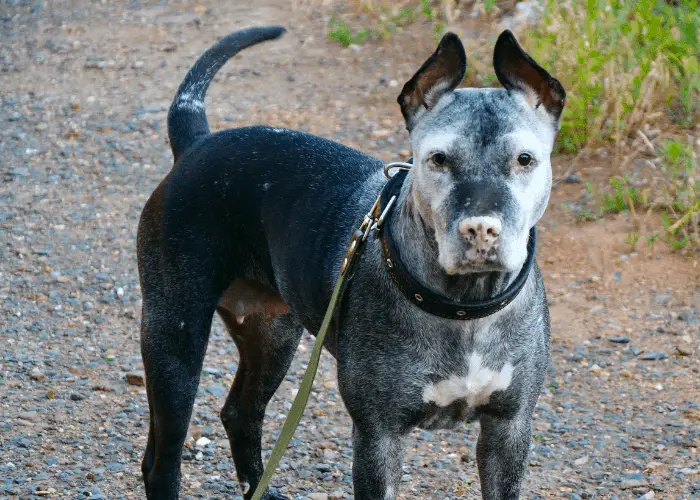 pit bull terrier on leash outside the house