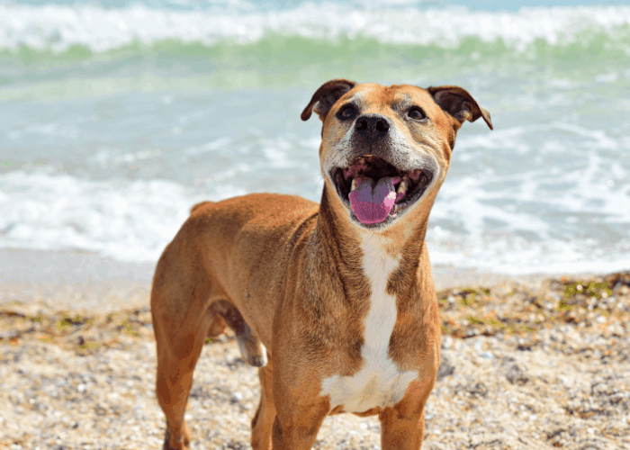  pit bull terrier on the beach 