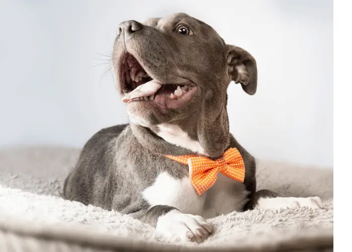 pit bull terrier puppy in bed