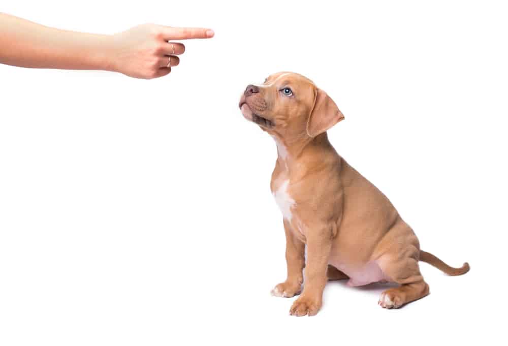 pit bull puppy training