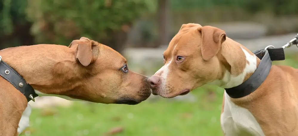 pit bull terrier socializing